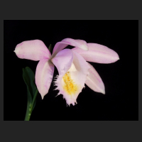 2013-03-25_Pleione_Ueli_Wackernagel_Pearl.jpg