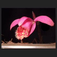 2013-03-29_Pleione_Caroli_Cape_Robin.jpg