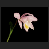 2013-03_Pleione_Ueli_Wackernagel_Pearl_640x480_Poster.jpg