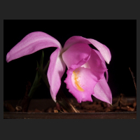 2013-04-09_Pleione_aurita_Maren.jpg