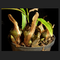 2013-09-27_Pleione_praecox_Berggarten.jpg