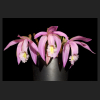 2013-10-11_Pleione_praecox_Berggarten.jpg