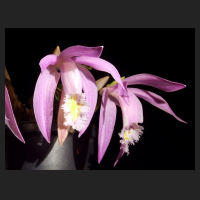 2013-10-22_Pleione_praecox_Berggarten_640x480_Poster.jpg