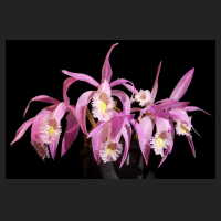 2013-11-08_Pleione_praecox_Berggarten.jpg