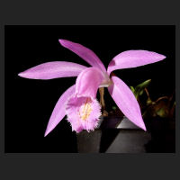 2013-11-13_Pleione_Barcena_Butterfield.jpg