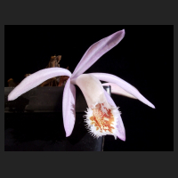 2013-12-10_Pleione_Tsingtau.jpg