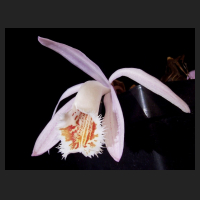 2013-12-13_Pleione_Tsingtau.jpg