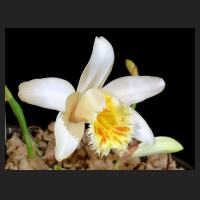 2014-03-23_Pleione_grandiflora_Yellow_Lip.jpg