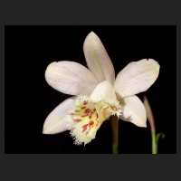 2014-03-27_Pleione_Krakatoa_Whatear.jpg