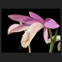 2014-03-27_Pleione_formosana_Oriental_Splendour.jpg