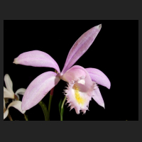 2014-04-01_Pleione_Ueli_Wackernagel.jpg