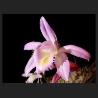 2014-04-07_Pleione_Muriel.jpg