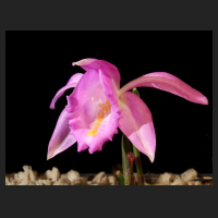 2014-04-20_Pleione_aurita_Maren.jpg