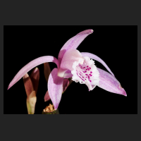 2014-11-08_Pleione_praecox_reichenbachiana.jpg