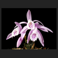 2014-11-16_Pleione_praecox_reichenbachiana.jpg