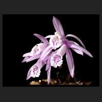 2014-11-22_Pleione_praecox_reichenbachiana.jpg