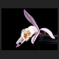 2014-12-10_Pleione_Tsingtau.jpg