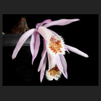 2014-12-16_Pleione_Tsingtau.jpg