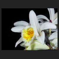 2015-03-29_Pleione_grandiflora_Yellow_Lip.jpg