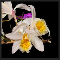 2015-03-31_Pleione_grandiflora_Yellow_Lip.jpg