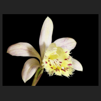 2015-04-06_Pleione_Krakatoa_Whatear.jpg