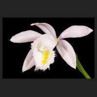 2015-04-06_Pleione_Ueli_Wackernagel_Pearl.jpg