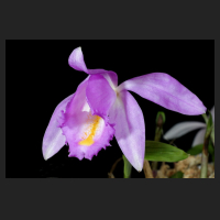 2015-04-16_Pleione_Ueli_Wackernagel.jpg