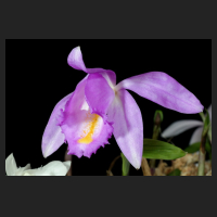 2015-04-16_Pleione_nn.jpg