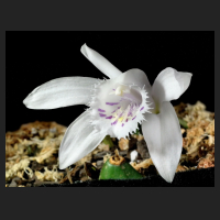 2015-04-17_Pleione_grandiflora_Pink_Spots.jpg