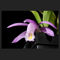 2015-11-07_Pleione_praecox_koolplants.jpg