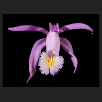 2015-11-30_Pleione_praecox_koolplants_1.jpg