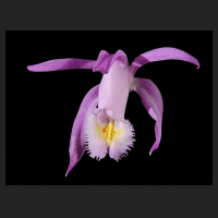 2015-11-30_Pleione_praecox_koolplants_2.jpg