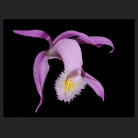 2015-11-30_Pleione_praecox_koolplants_3.jpg