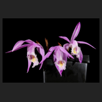 2015-12-09_Pleione_praecox_Berggarten.jpg