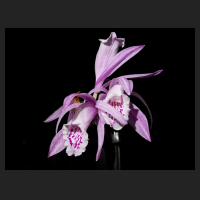 2015-12-15_Pleione_praecox_reichenbachiana_2.jpg