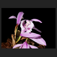 2015-12-15_Pleione_praecox_reichenbachiana_3.jpg