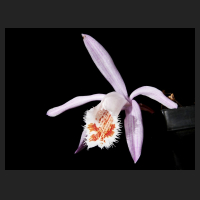 2015-12-24_Pleione_Tsingtau_1.jpg