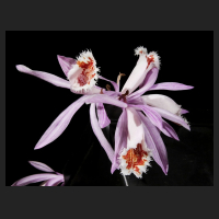 2015-12-24_Pleione_Tsingtau_2.jpg