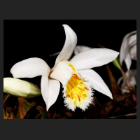 2016-03-25_Pleione_grandiflora_Yellow_Lip.jpg