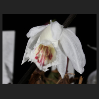 2016-03-26_Pleione_nn.jpg