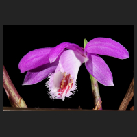 2016-03-28_Pleione_formosana_Iris.jpg