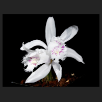 2016-04-01_Pleione_grandiflora_Pink_Spots_1.jpg