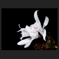 2016-04-01_Pleione_grandiflora_Pink_Spots_2.jpg