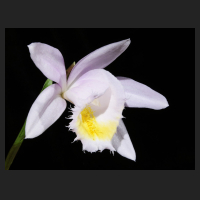 2016-04-09_Pleione_Ueli_Wackernagel_Pearl.jpg