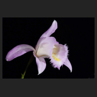 2016-04-10_Pleione_Ueli_Wackernagel_Roellich.jpg