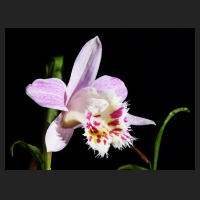 2016-04-19_Pleione_Krakatoa_Whatear.jpg