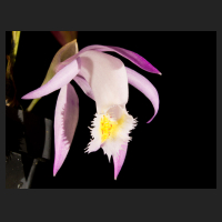 2016-10-09_Pleione_praecox_koolplants.jpg