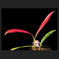 2016-10-09_Pleione_praecox_koolplants_Laub.jpg