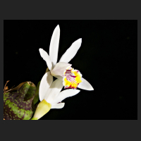 2016-11-16_Pleione_maculata_Snow_White.jpg