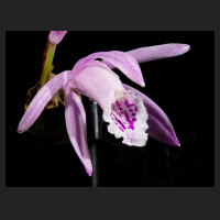 2016-11-28_Pleione_praecox_reichenbachiana.jpg